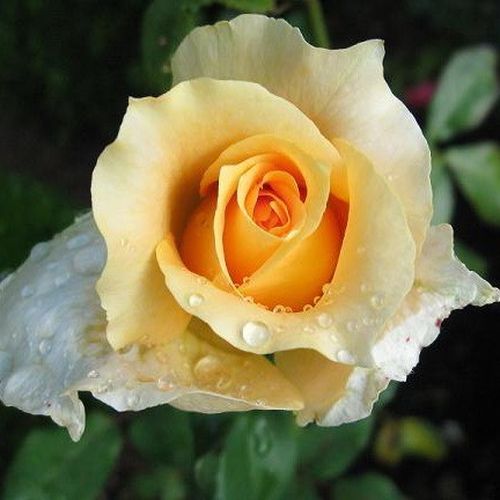 Rosa  Krémsárga - žlutá - 0 - stromková růže s rovnými stonky v koruně